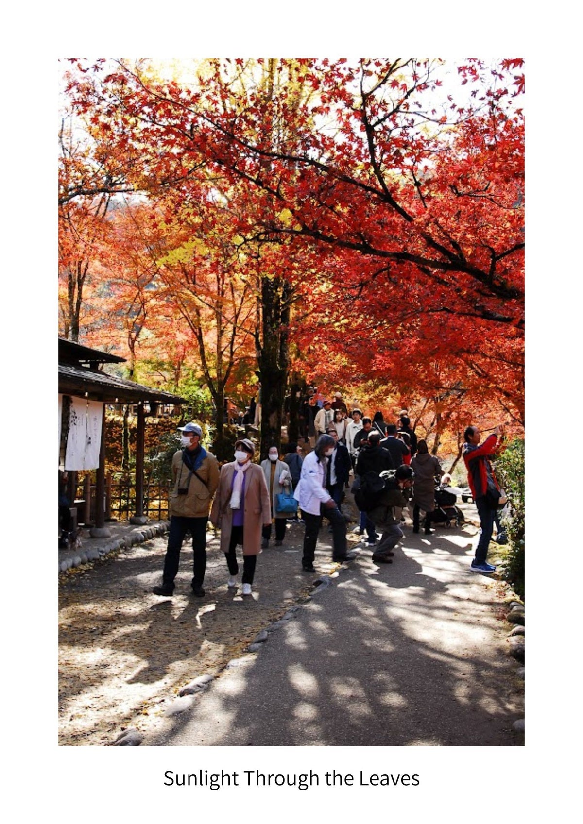 An Autumn Journey Through Korankei | Japan Digital Photo Book – 20 Pages